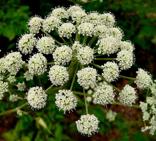 {Angelica venenosa}
